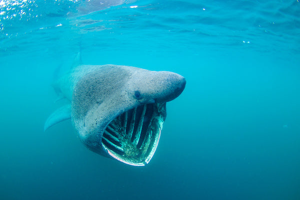 basking shark