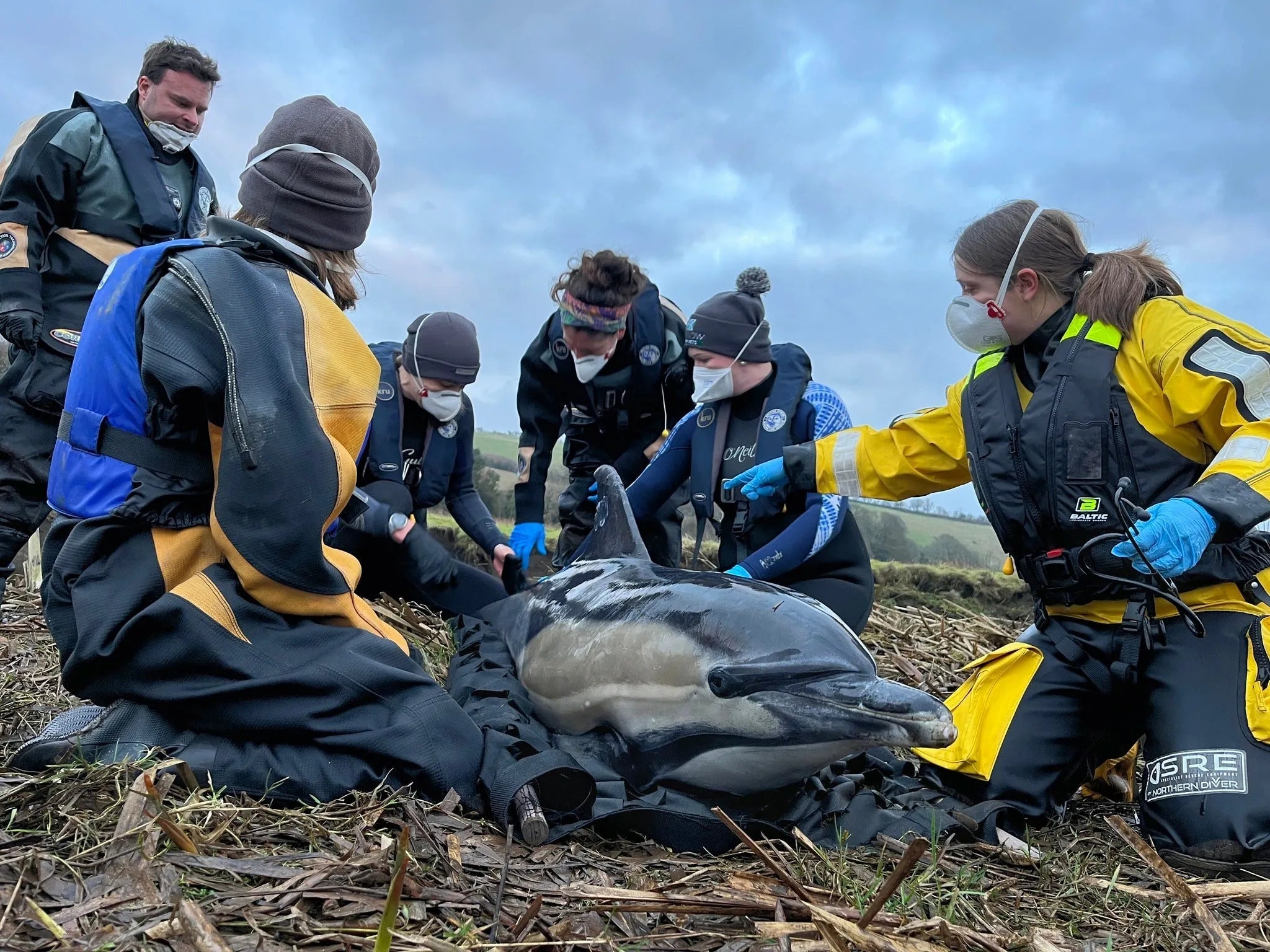 Don’t Touch, Call BDMLR: How to Help Marine Mammals the Right Way - SEASHELL®