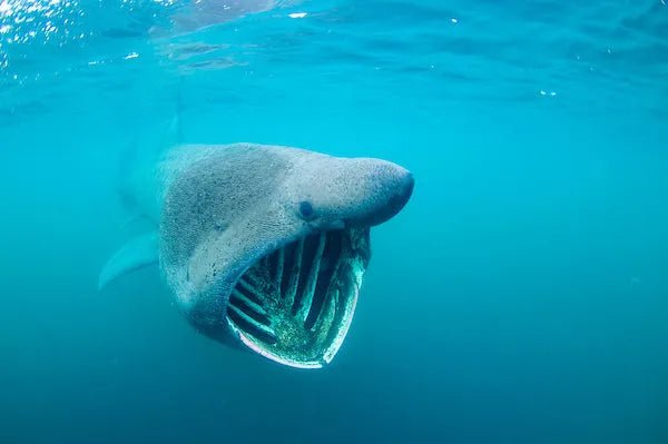 Where Giants Roam: Discovering Scotland’s Basking Sharks - SEASHELL®